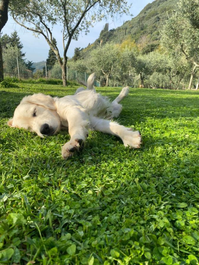 Sotto Il Cielo Di Toscana Appartamenti In Tenuta Only Adults No Pet Camaiore Exterior foto