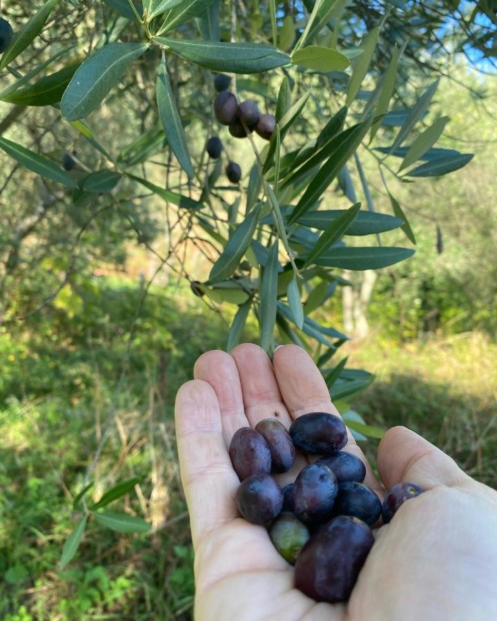 Sotto Il Cielo Di Toscana Appartamenti In Tenuta Only Adults No Pet Camaiore Exterior foto