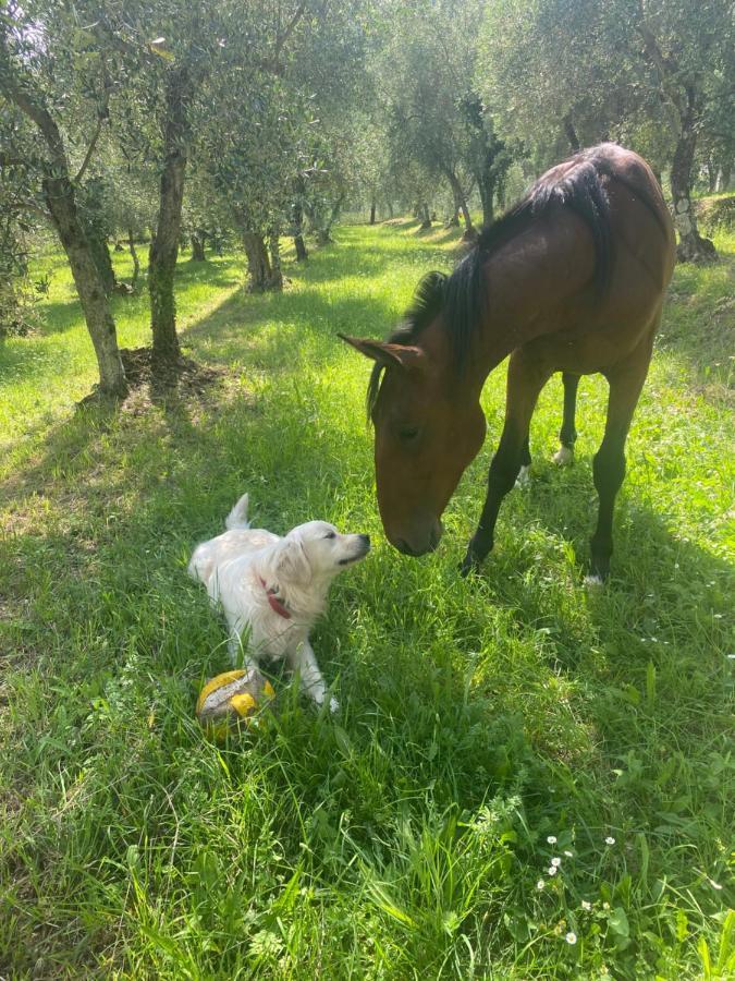 Sotto Il Cielo Di Toscana Appartamenti In Tenuta Only Adults No Pet Camaiore Exterior foto